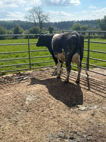 Dairy stock