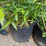 Bissetii Bamboo 4ft Image 4