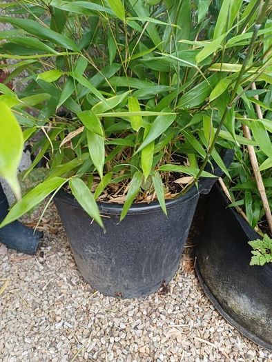 Bissetii Bamboo 4ft