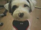 Dog grooming Blackrock Image 7