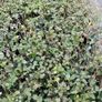 Privet Hedging Image 3