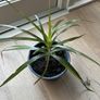 dragon plant Image 2