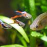 Endler Guppies Image 3