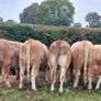 Livestock Image 2