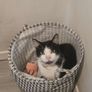 Lovely cat Image 2