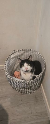 Lovely cat