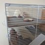 Rat cage and 2 cute rats Image 5