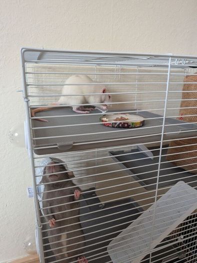 Rat cage and 2 cute rats