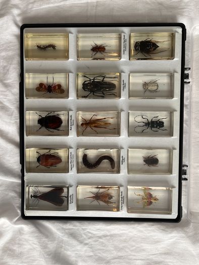 National Geographic insect blocks and magazines