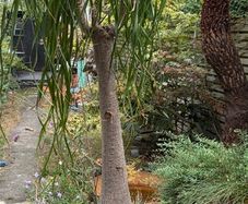 Ponytail palm