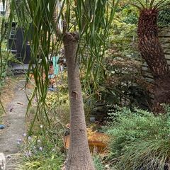 Ponytail palm