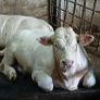 Pb Charolais Bull Image 7