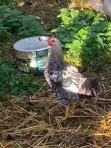cockerel