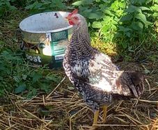 cockerel