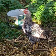 cockerel