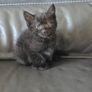 Kittens for Adoption Image 4