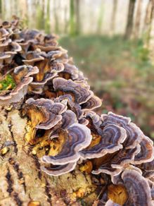 Wild Turkey Tail
