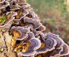 Wild Turkey Tail