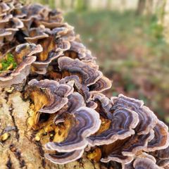 Wild Turkey Tail