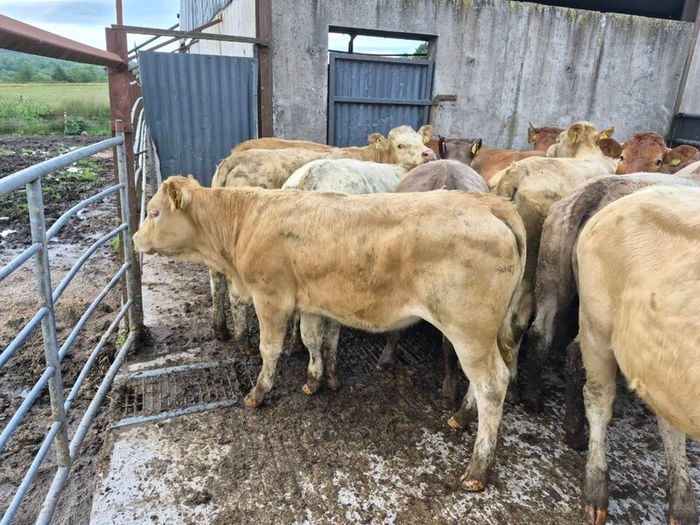 16  heifers