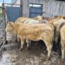 16  heifers Image 10