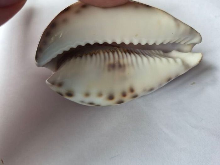 Shell ornament