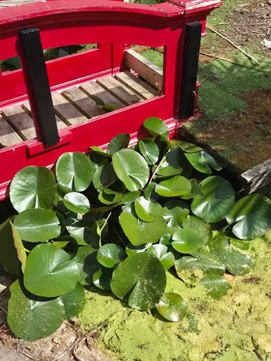 large water lillies