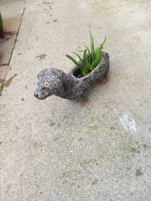 sausage dog
