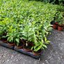 Laurel Hedging Plants, in Pots Image 9