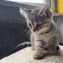 Kittens for adoption Image 4