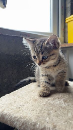 Kittens for adoption