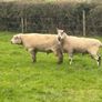 Rams Image 2
