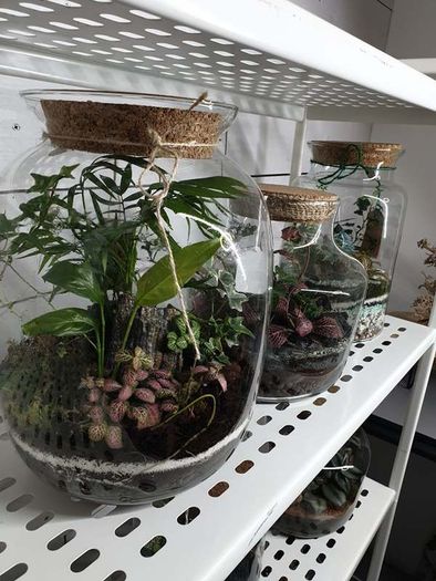 Terrarium 24x25cm