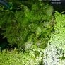 Aquarium plants Image 4