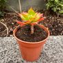 plant Image 3