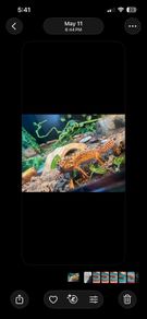 leopard gecko