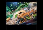 leopard gecko