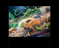 leopard gecko