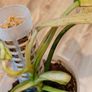 Philodendron Whipple Way mint Image 7