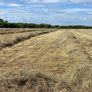 Hay Image 3