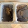 Brand New Dual Laundry Hamper / Basket Dunnes Stores - Cream - 25 EUR Image 3