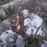 bale spike Image 2