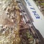 Can post husqvarna 236 Image 6