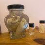 Taxidermy Specimens Image 3