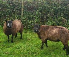 Blue Texel PBR Ram Lambs SIS elegible