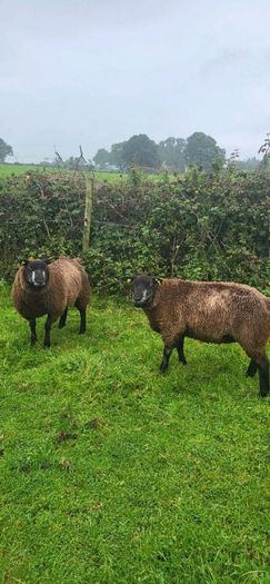 Blue Texel PBR Ram Lambs SIS elegible