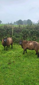 Blue Texel PBR Ram Lambs SIS elegible
