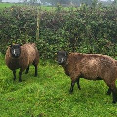 Blue Texel PBR Ram Lambs SIS elegible