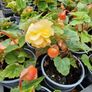 Flowering Shrubs, Evergreen Plants Image 4