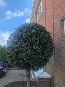 Beautiful Mature Bay Trees x 2,